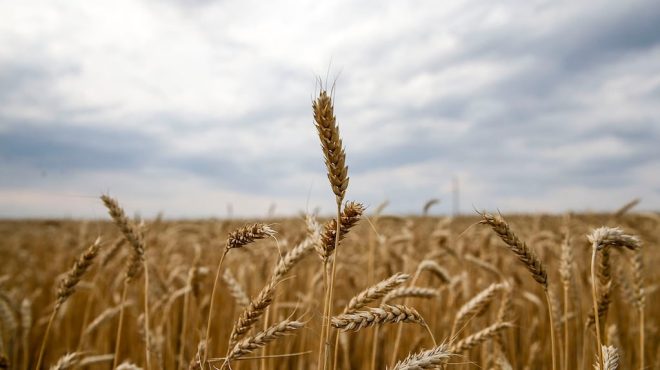 El norte bonaerense recibió milímetros clave y el área de trigo crece 23% en la principal región agrícola